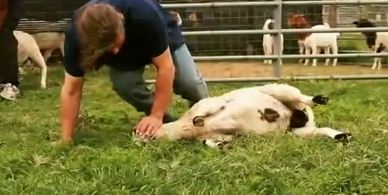 بالفيديو.. المواشي تستسلم عند ذكر الله