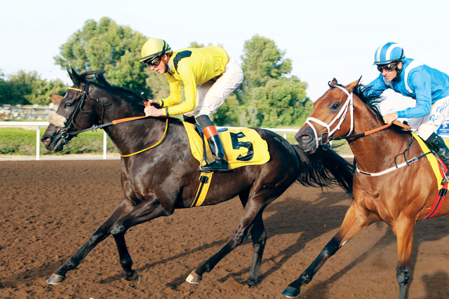 "خيول المضمار الأصفر أثبتت وجودها وفي الصورة «ملاقاة» لحظة وصوله إلى خط النهاية"