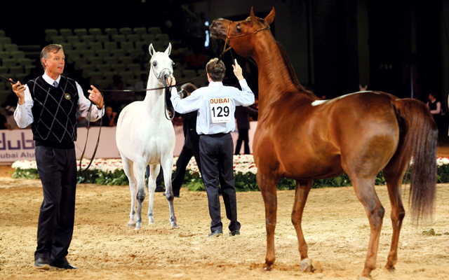 "أفضل السلالات تشارك في بطولة دبي للجواد العربي"