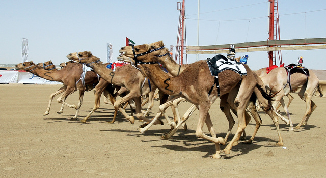 "أجود الأصايل تتنافس في المهرجان"