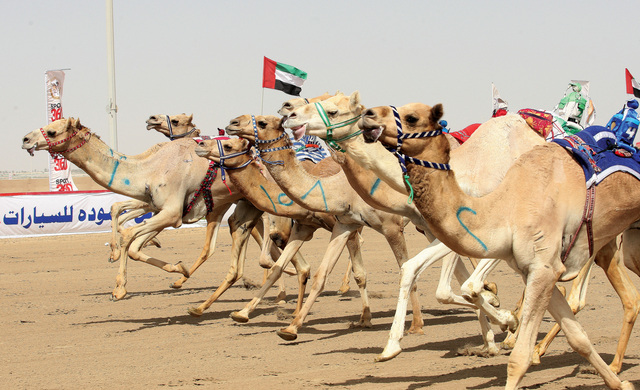 "تنافس ساخن في السباقات"