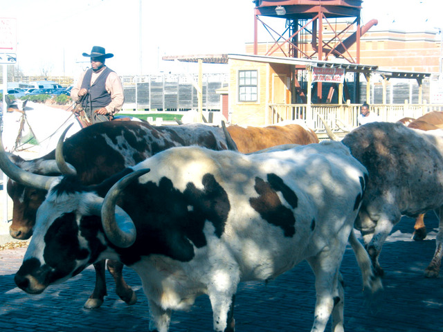 "سوق الأبقار في ستوك يارد"
