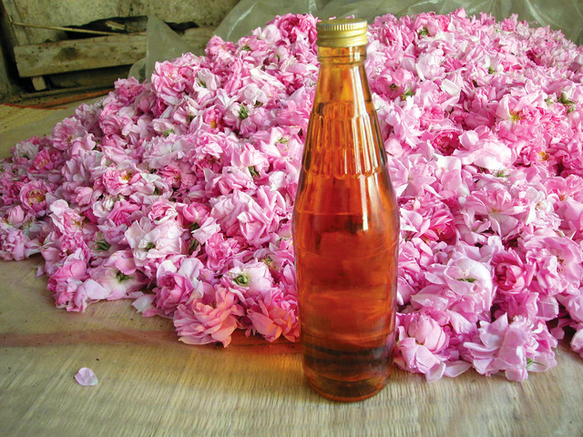 "ماء الورد.. عطر وطب وأشياء أخرى"