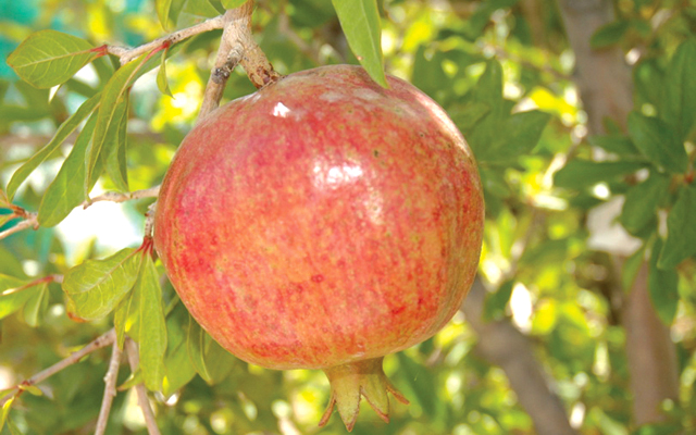 "ثمرة تسر الناظرين"