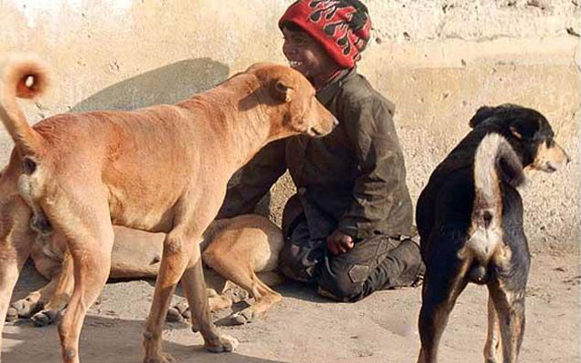 بالفيديو: طفل هندي يرضع من الكلاب الضالة بعد افتقار أسرته