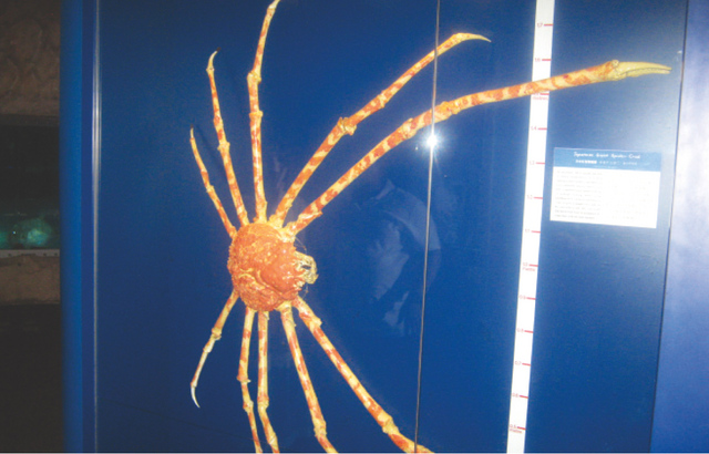 "السلطعون العنكبوتي الضخم \tأرشيفية"