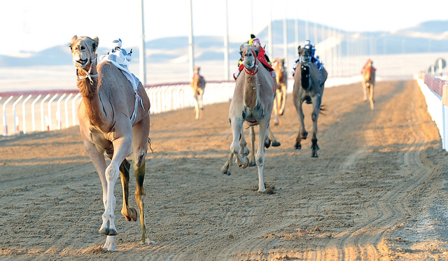 "سباقات الهجن تحظى بالدعم الكامل من قادة الدولة  \t  أرشيفية"
