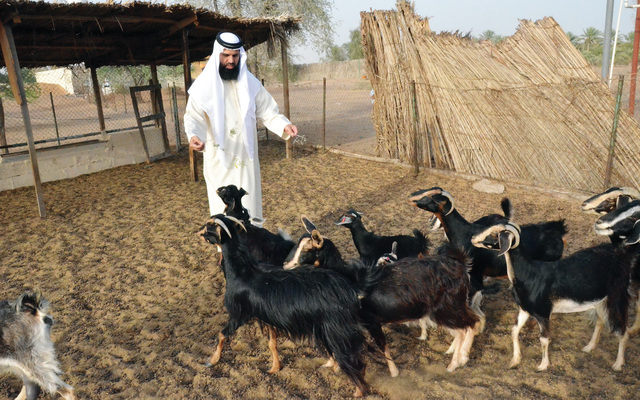 "البلديات خصصت أماكن خاصة لتربية المواشي بعيدا عن المساكن  \tأرشيفية"
