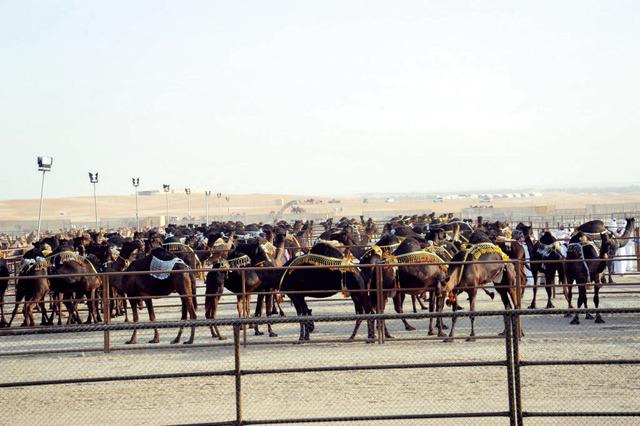 "الهجن جاهزة لانطلاقة السباقات من المصدر"
