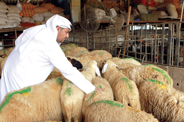 "عرض اضاحي العيد في سوق المواشي بالشارقة تصوير ـــ سالم خميس"