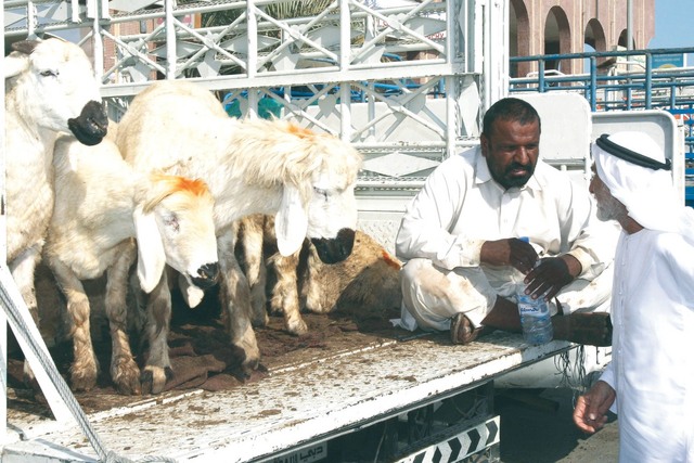 "مواطن يشتري خروف العيد في سوق الغنم بابوظبي في اول ايام عيد الاضحي المبارك تصوير مجدي اسكندر"
