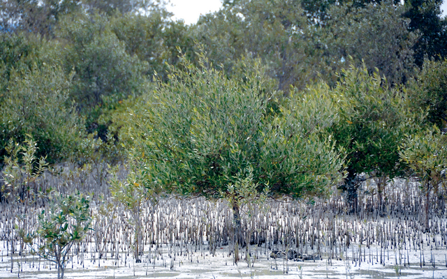 "أشجار القرم تنتشر على مساحة واسعة من جزيرة السعديات"