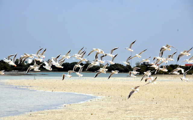 "تتخذ العديد من سلالات الطيور النادرة من محميات أشجار القرم الساحلية في جزيرة السعديات موطناً لها"