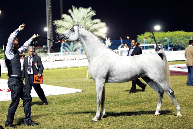 "خيول مربط عجمان تخطف الأضواء"