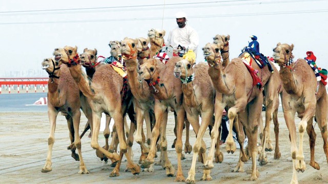 "اكتملت تدريبات الهجن للمهرجان"