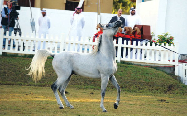 "جانب من العروض المثيرة \tتصوير ــ محمود الخطيب"