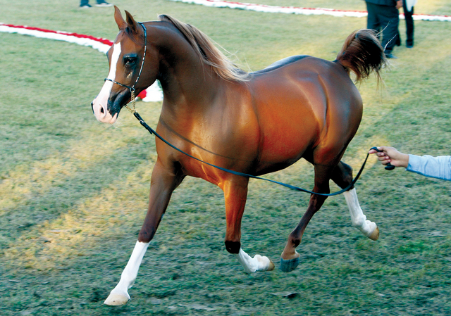 "عروض رائعة لجمال الخيل استمتع بها الجمهور\t تصوير - محمود الخطيب ـ يونس"
