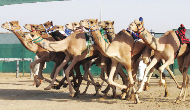 "أطيب الأصايل تتنافس فى المهرجان\t\tالبيان"