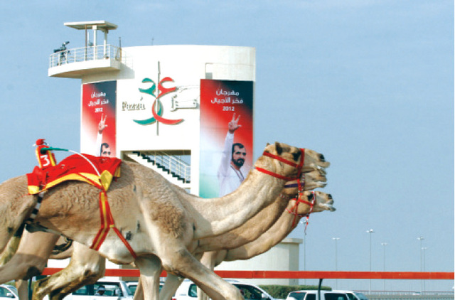 "أكثر من 11 ألف مطية تشارك في مهرجان المرموم 2013 \t أرشيفية"