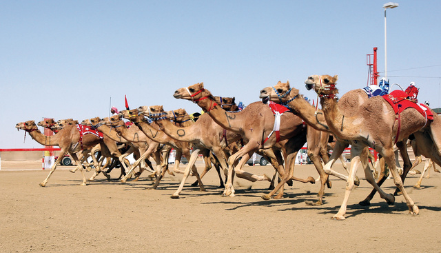"المهرجان الختامي يشهد مشاركة كبيرة من الهجن"