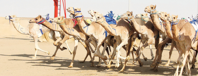 "السباقات حفلت بالإثارة والتشويق \tالبيان"