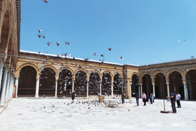 "منظر رائع للحمام في باحة جامع الزيتونة"