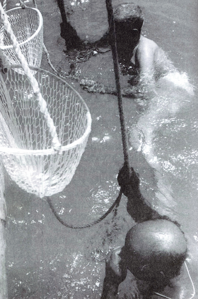 الغوص.. مملكة في البحر وفق نظام فريد 2-2