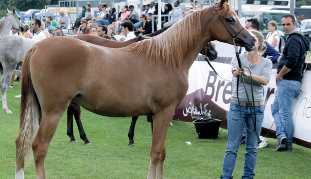 "من منافسات الدورة الثانية لجمال الخيل \t من المصدر"