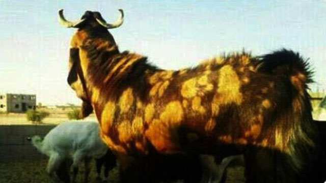 "صورة التيس"