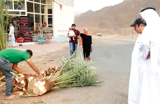 "فرص نادرة يحظى بها الزوار لتناول «الحيب» المستخرج من جذع النخلة"
