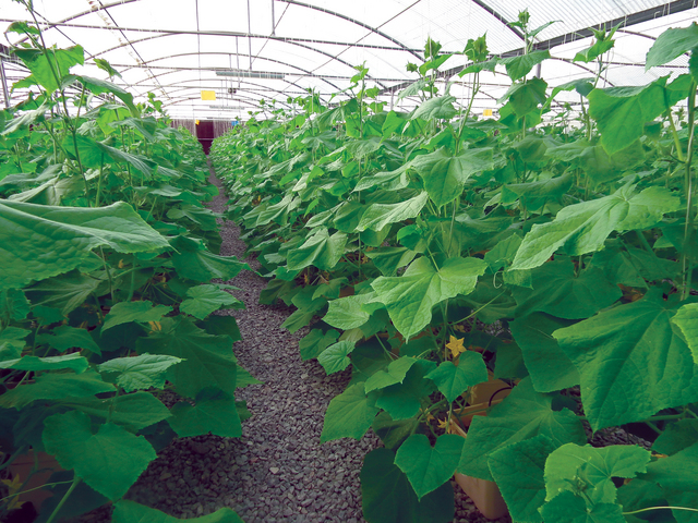 "زيادة في الإنتاجية تحققها الزراعة المائية \t\t    أرشيفية"