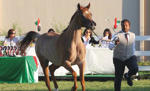 "من منافسات جمال الخيل فى أبوظبي \t\tأرشيفية"