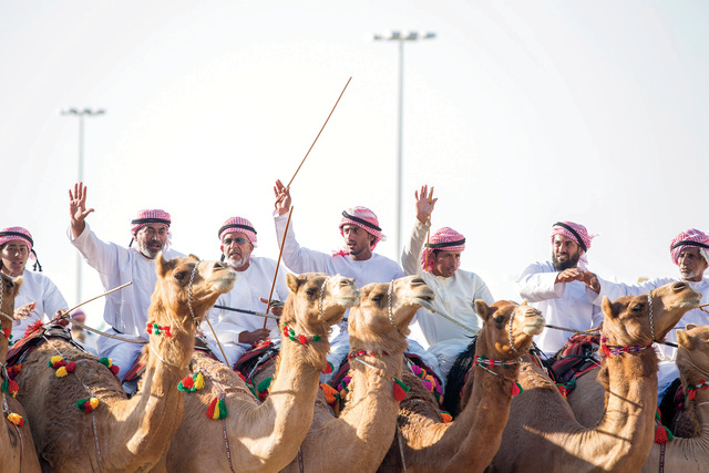 "عروض الهجن تثير إعجاب الحضور"