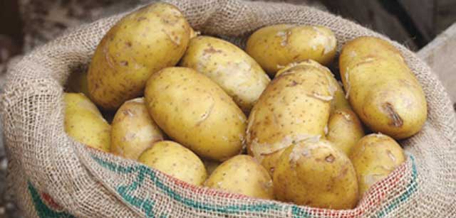 أفضل طريقة لاختيار البطاطس وحفظها
