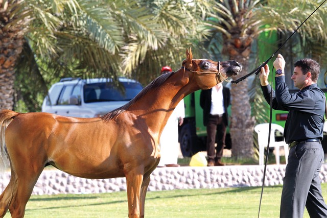 "من منافسات البطولة\t\tالبيان"