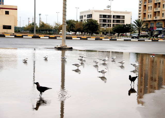 "طيور جذبتها تجمعات المياه"