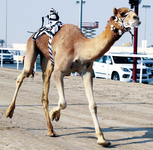 "« مرموق» يتالق في الشوط الرابع"