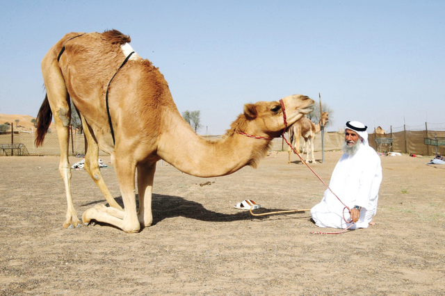 "عبدالله بن مرخان يجلس أمام ناقته"