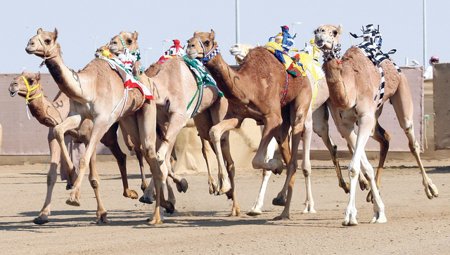 "جانب من سباقات المهرجان \t البيان"