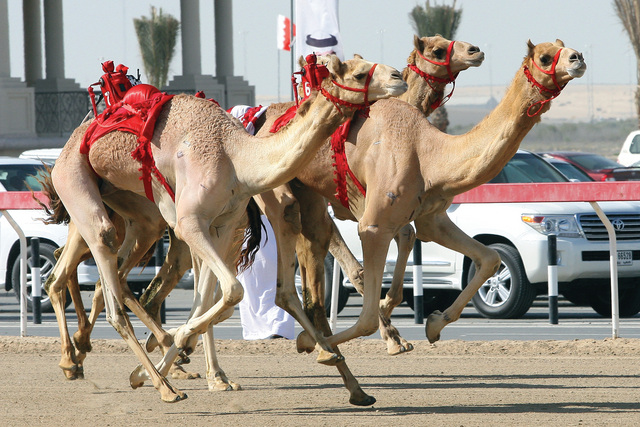 "من منافسات الفترة الصباحية \t تصوير: مجدي أسكندر"