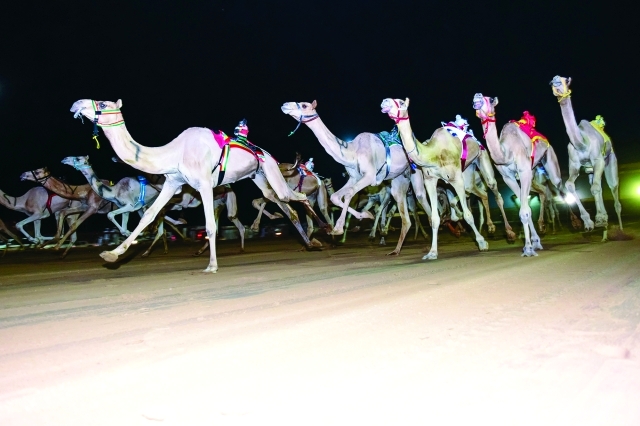 "لحظة انطلاقة السباق الرمضاني الليلي \tتصوير- علي عيسى"