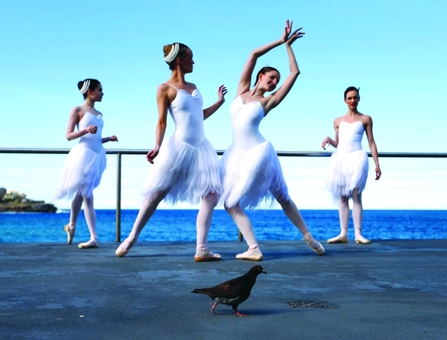 "A pigeon walks among dancers from the Australian Ballet pictured during a photocall at the Bondi Icebergs oceanside pool in Sydney, August 7, 2014. The dancers, taking advantage of the pool being emptied for cleaning, were promoting their February 2015 production of Swan Lake at Sydney's Capitol Theatre.  REUTERS/Jason Reed (AUSTRALIA - Tags: SOCIETY ANIMALS)"