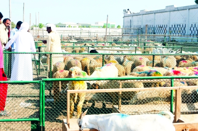"حظيرة مواشي في أم القيوينالبيان"