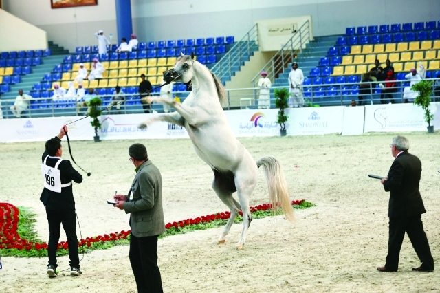 "جانب من بطولات جمال الخيول بنادي الشارقةمن المصدر»"