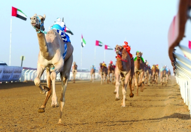 "أطيب الاصايل تنافست في المهرجان البيان"