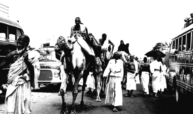 "الناقة وسيلة الحاج لتأدية الركن الخامس"