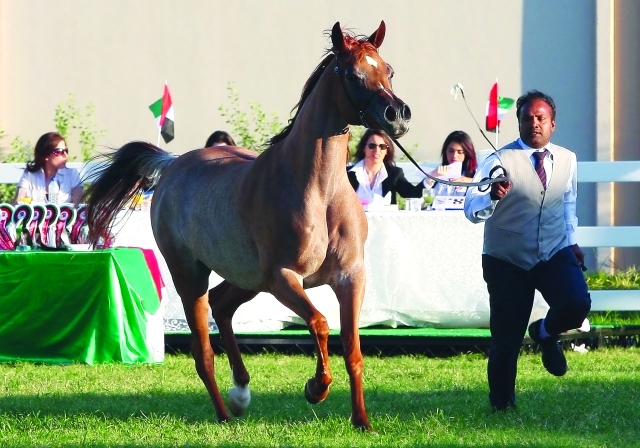 "المهرجان يشهد مشاركة أنقى السلالات من الخيول العربية الأصيلة - البيان"