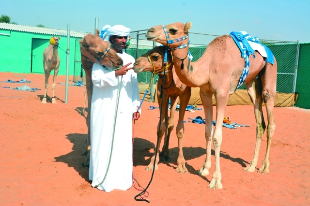 "مبارك بالعود سعيد بفوز مطاياه \t البيان"