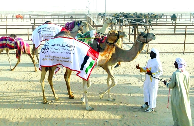 "جانب من مهرجان مزاينة بينونة للإبل البيان"