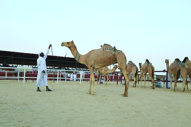 "هجن الإمارات حققت نتائج طيبة في المهرجان\tمن المصدر"